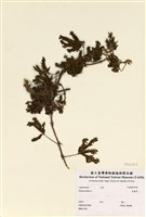 藏品(含羞草)的圖片